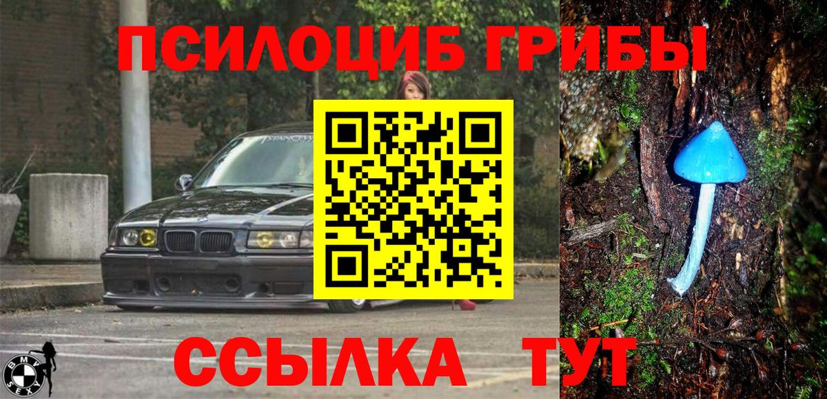 Псилоцибиновые грибы Psilocybe Елабуга